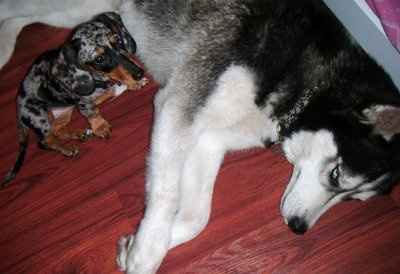 NWR: Please pray for my dog...