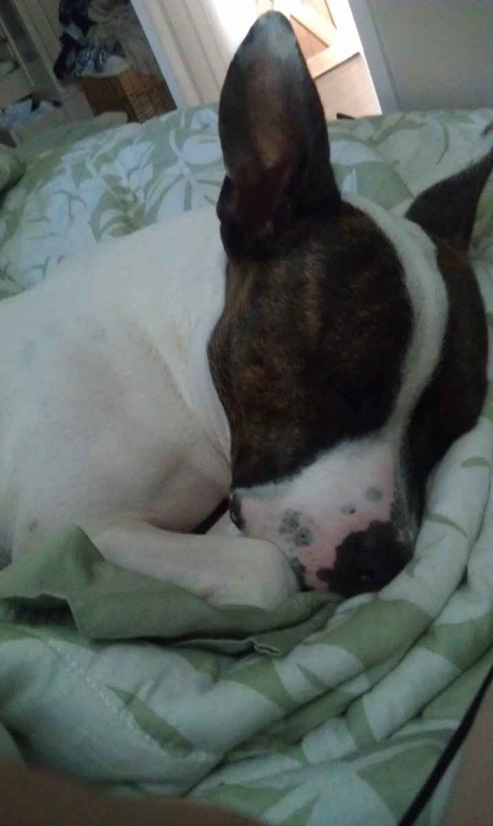 Let's see some FUR babies!