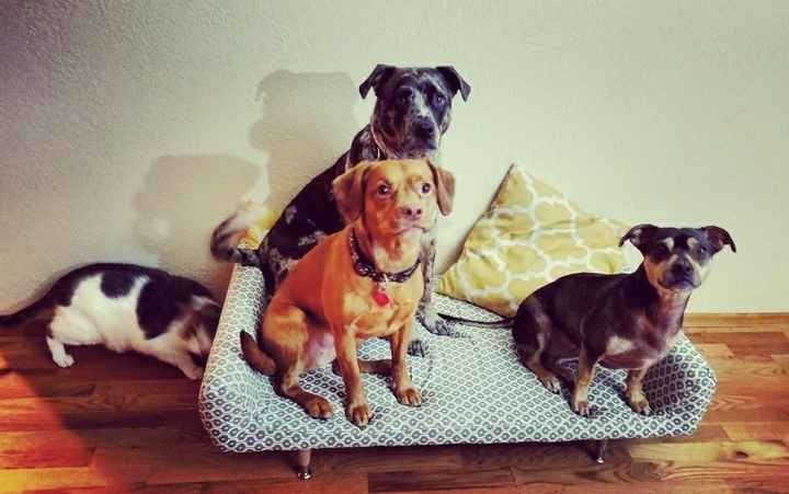 NWR Need puppy prayers!