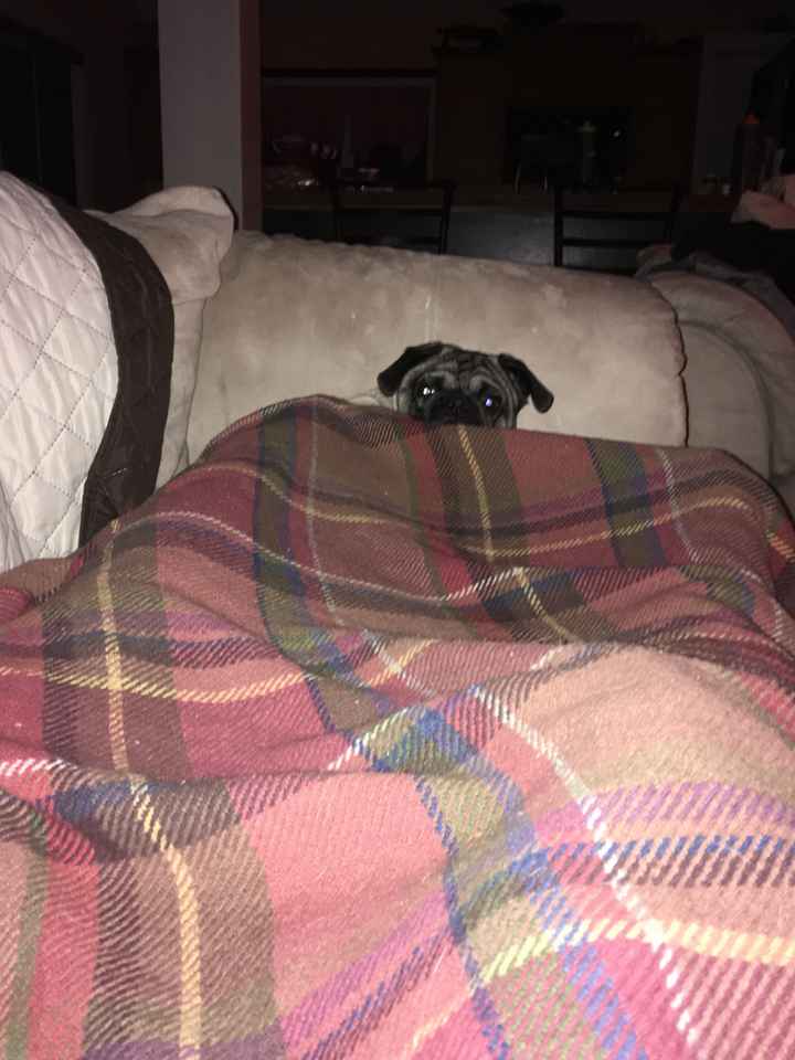 Blending Fur-families! - 3