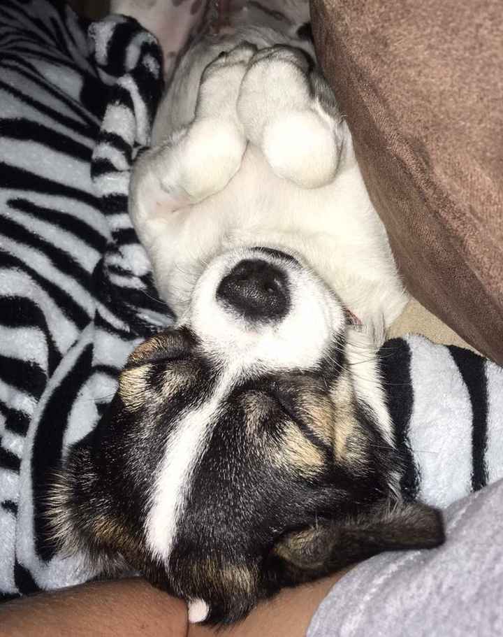 Blending Fur-families! - 4