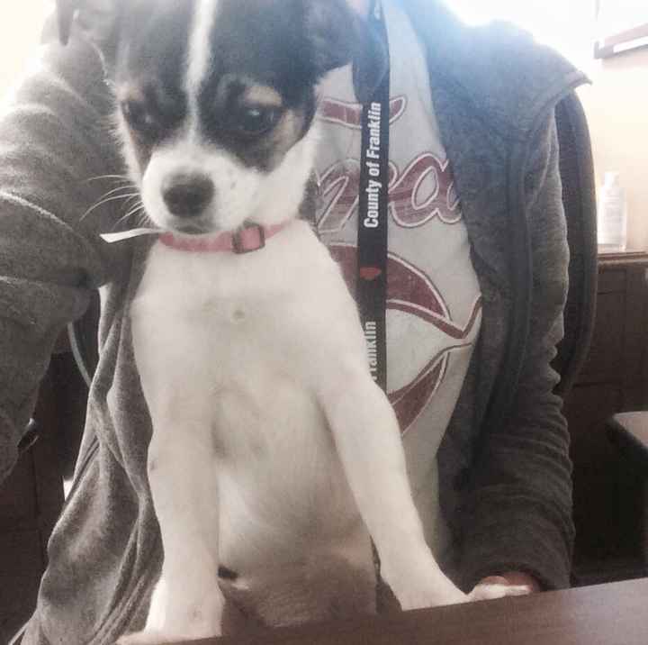 Blending Fur-families! - 1