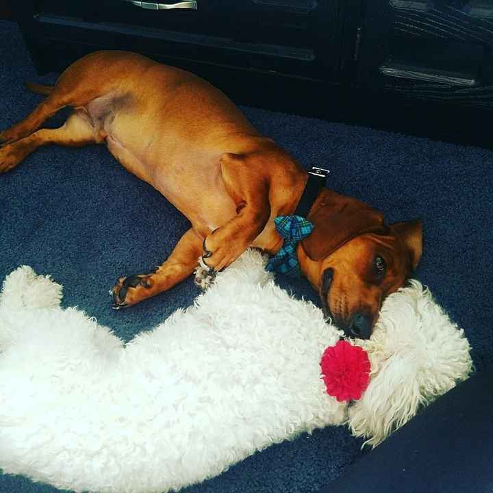 Show me your fur babies!