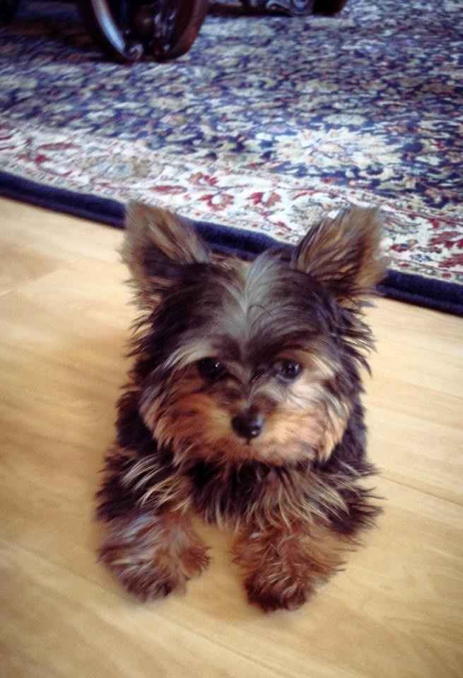 NWR: Lets See Your Fur Babies!