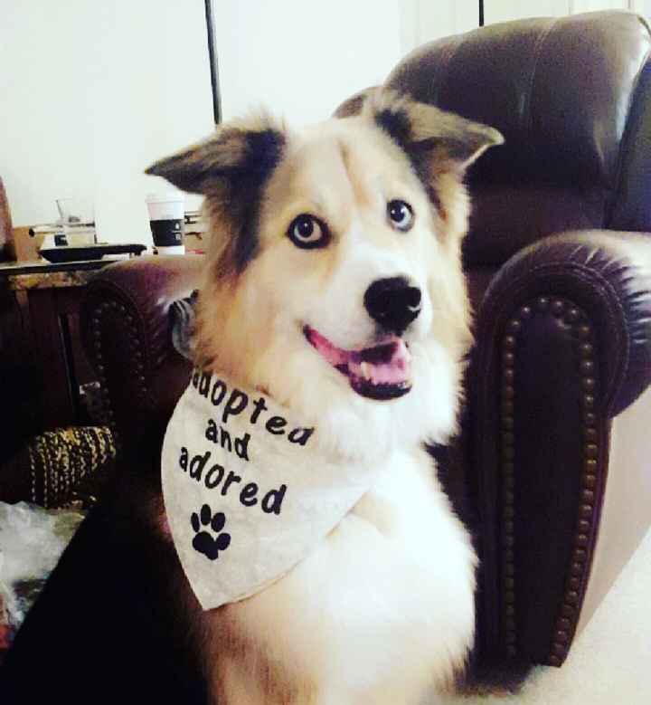 Furbabies?(non wedding post)
