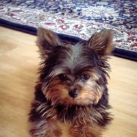 NWR: Lets See Your Fur Babies!