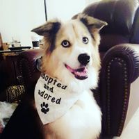 Furbabies?(non wedding post)