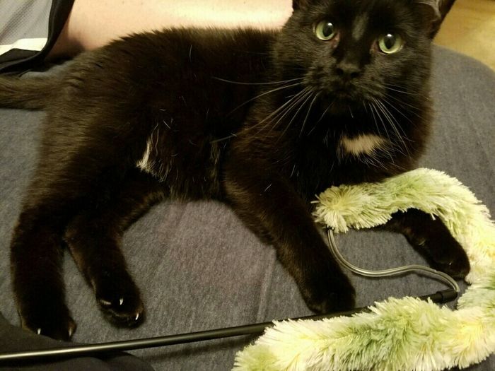 NWR: Bored? Show off your pets!
