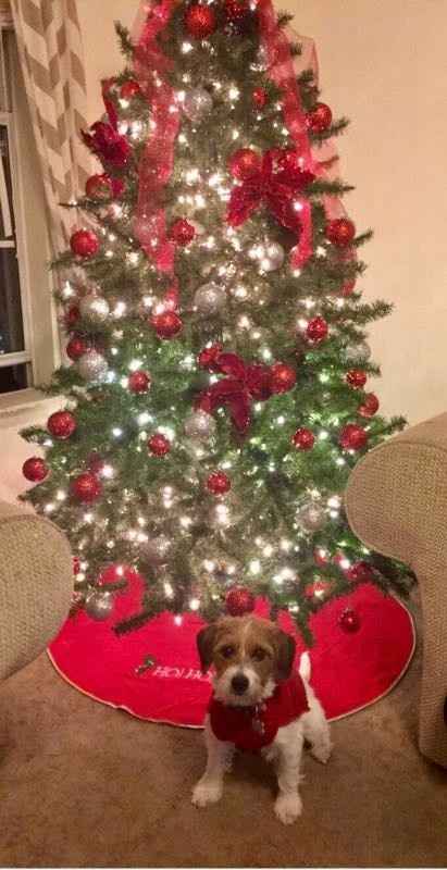 NWR- When do you put up your Christmas Tree?