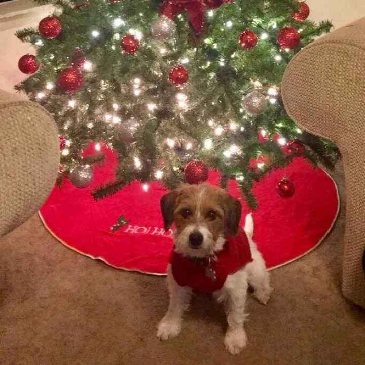 Pet PSA: No Holiday Plants!!!!!