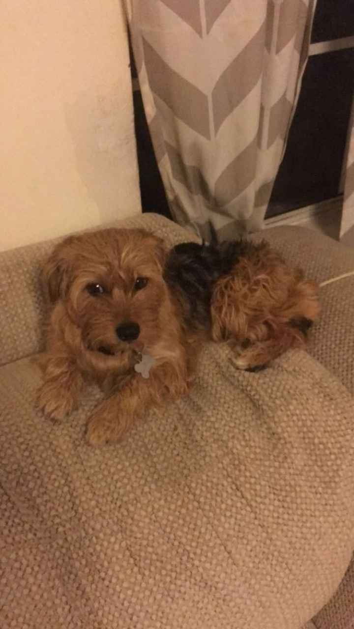 *HAPPY UPDATE* NWR: My dog was just hit :'(