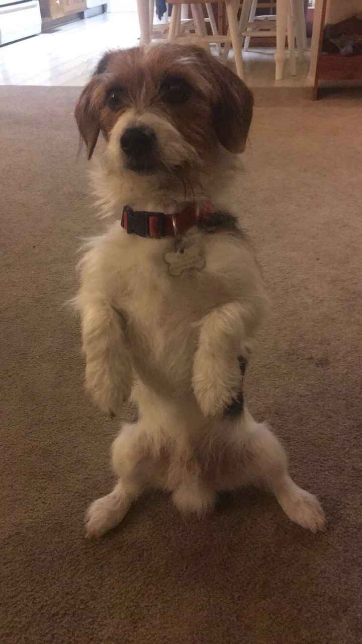 *HAPPY UPDATE* NWR: My dog was just hit :'(