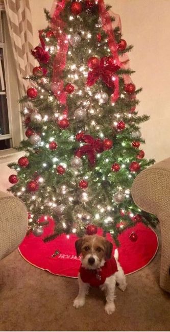 NWR- When do you put up your Christmas Tree?