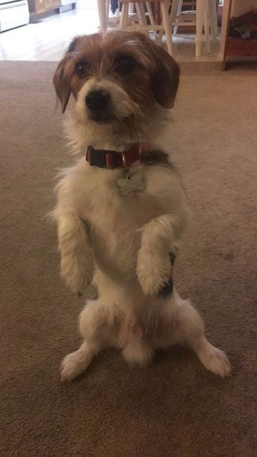 *HAPPY UPDATE* NWR: My dog was just hit :'(