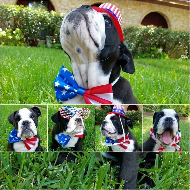 Four legged kids at wedding--Show me yours!!!