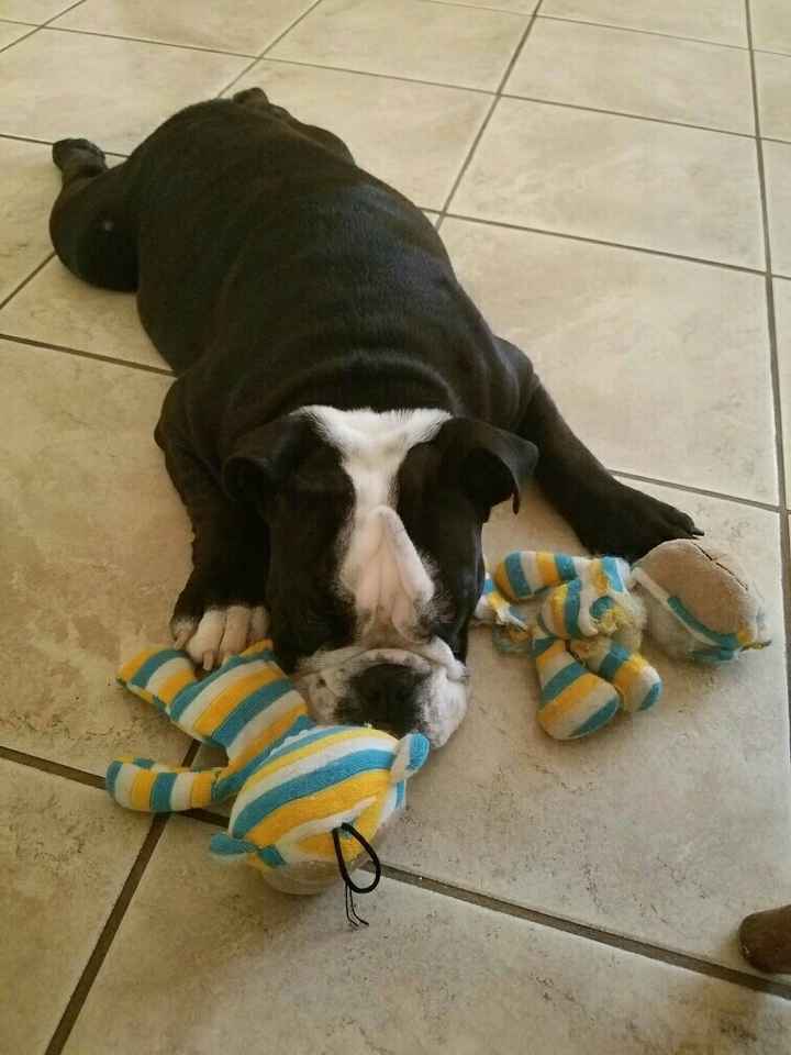 NWR: it's my dogs birthday!