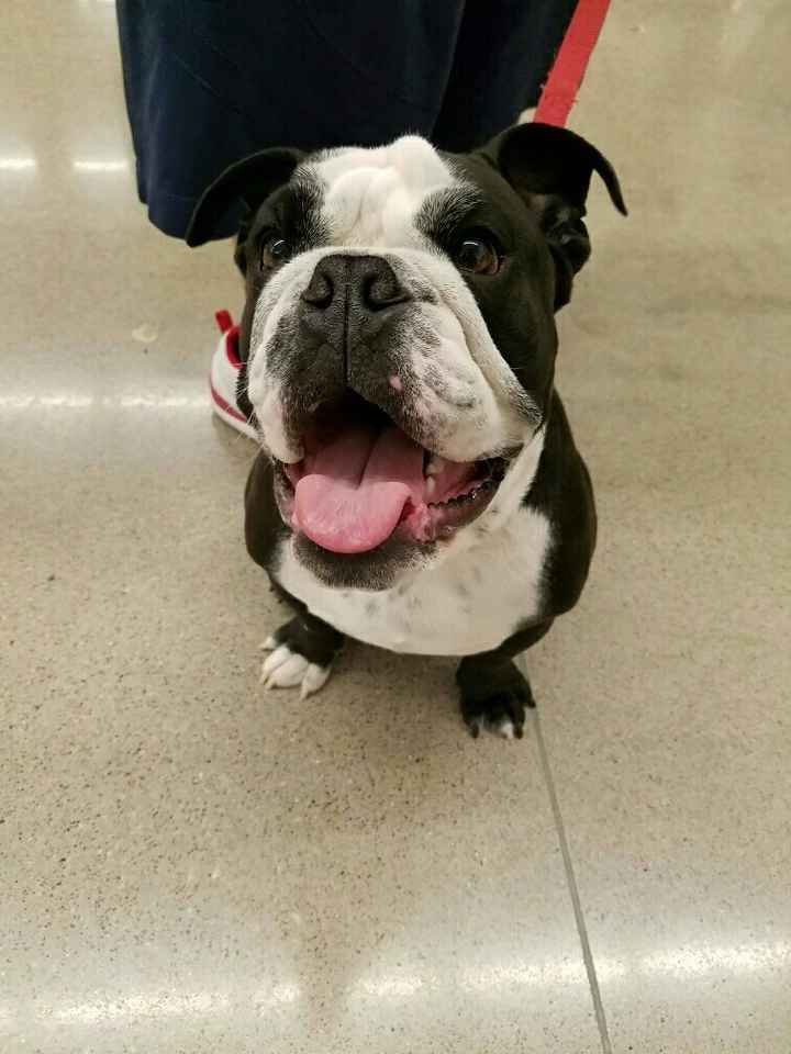 NWR- Furbaby Appreciation Post