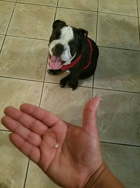 NWR- pets! We love them show me yours :)