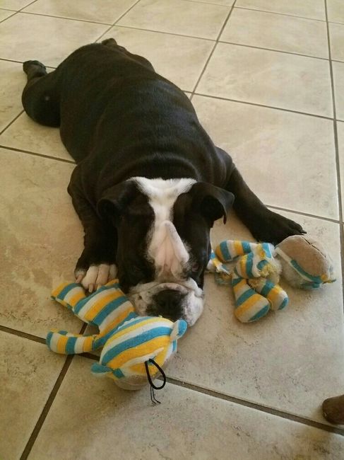 NWR: it's my dogs birthday!