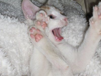 NWR... my cats.. do you have any pets?