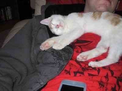 NWR... my cats.. do you have any pets?