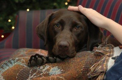NWR - Furry Friends