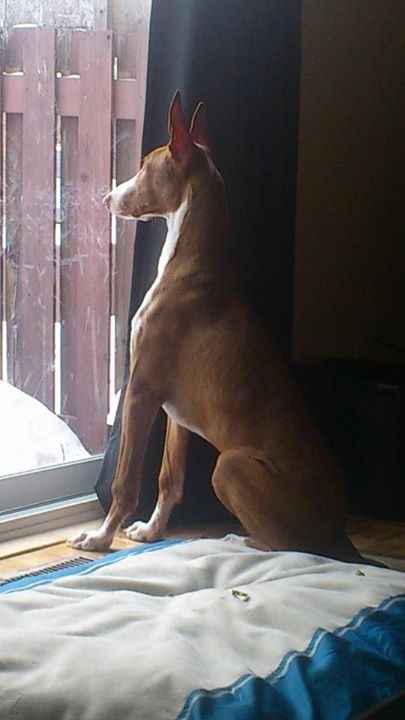 NWR:  Fur Babies