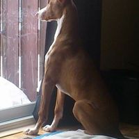 NWR:  Fur Babies
