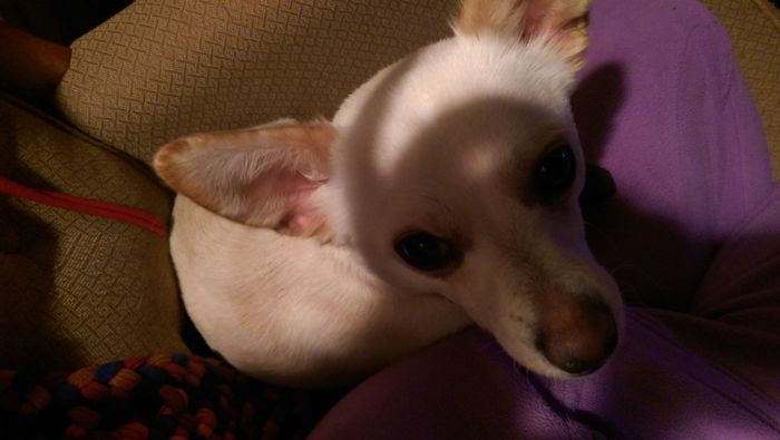 NWR: Pets "helping"