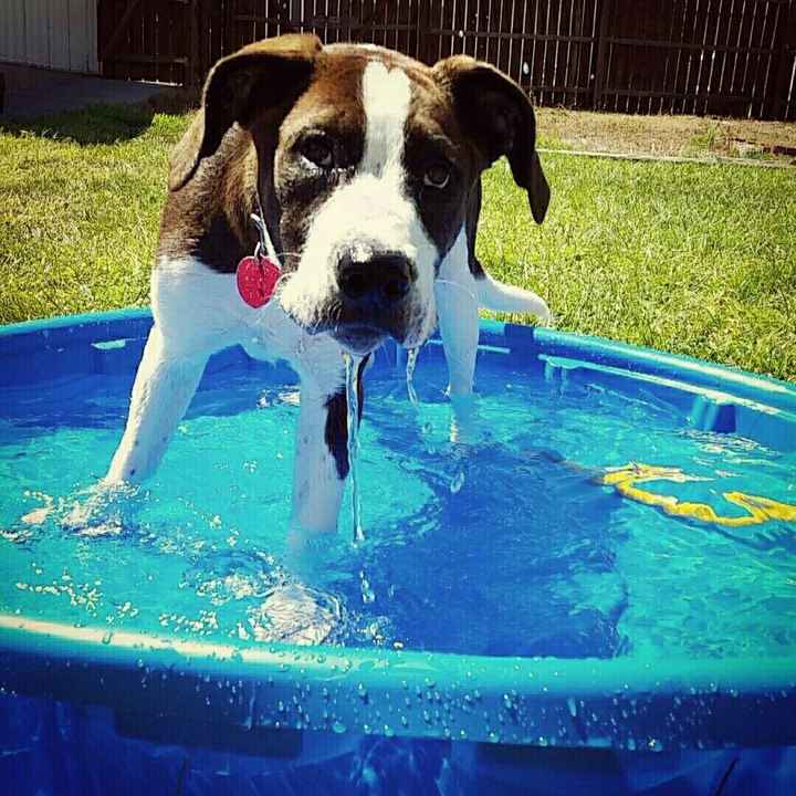 NWR: furbabies. We love our Jolly Ball!