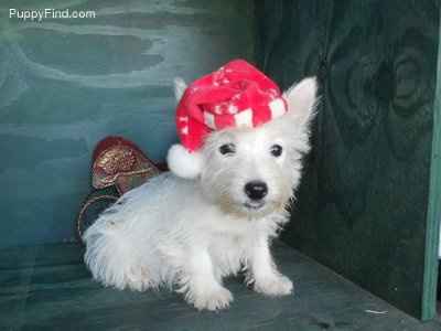 OMG!! Look at what I got from my AMAZING FH for XMAS!! So in love! He's so cute!