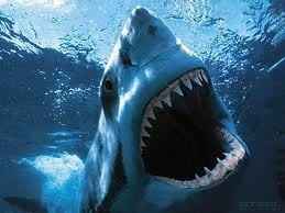 Requisit Friday Animal Thread