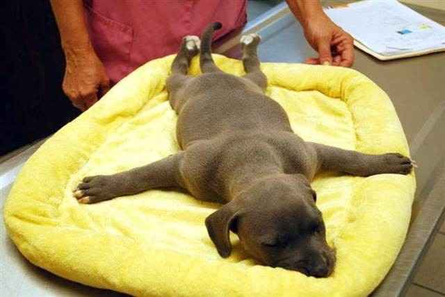 Requisit Friday Animal Thread