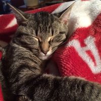 NWR: Bored? Show off your pets!