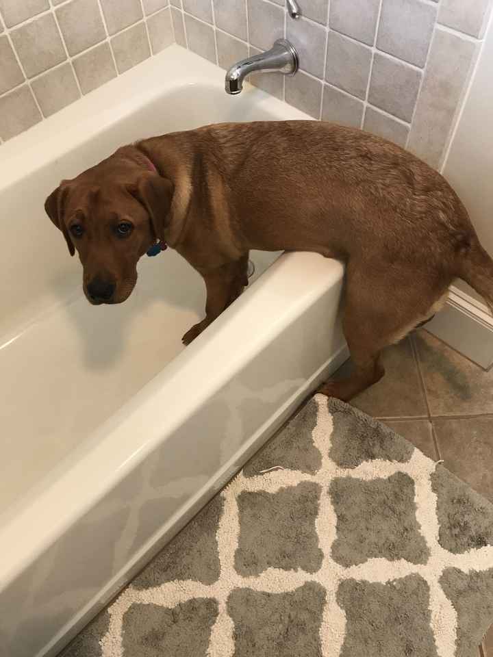 NWR: Our fur baby is going to the big dog park in the sky :(