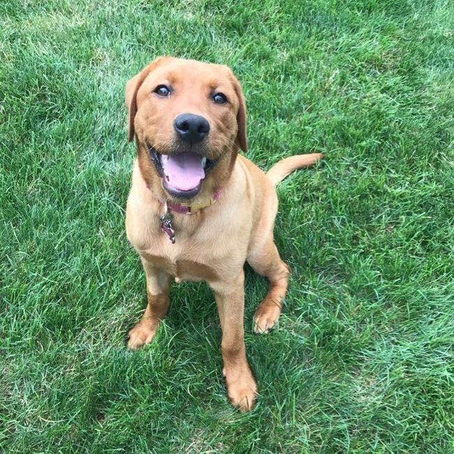 NWR: National Dog Day!