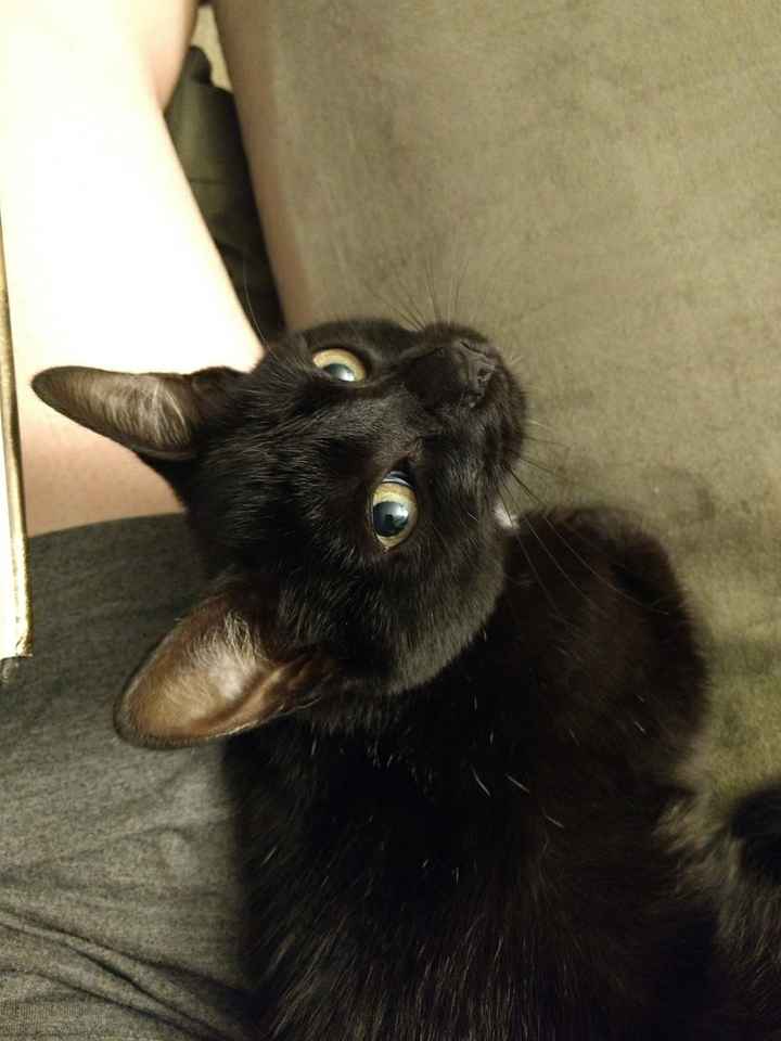 Nwr- show me your fur babies