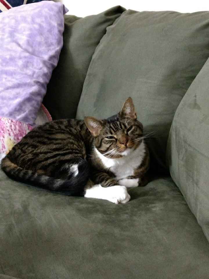 Nwr- show me your fur babies