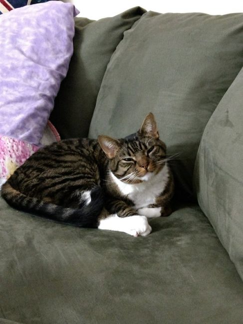 Nwr- show me your fur babies