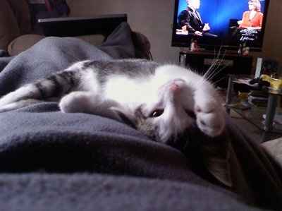 NWR... my cats.. do you have any pets?