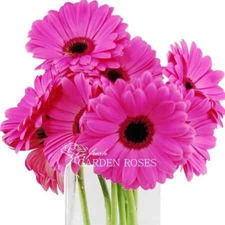 Centerpiece Opinions Please