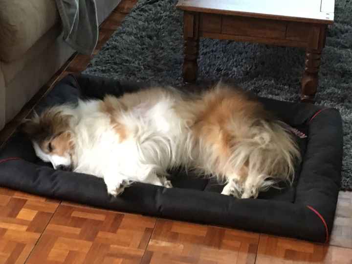 NWR: Show me your fur babies