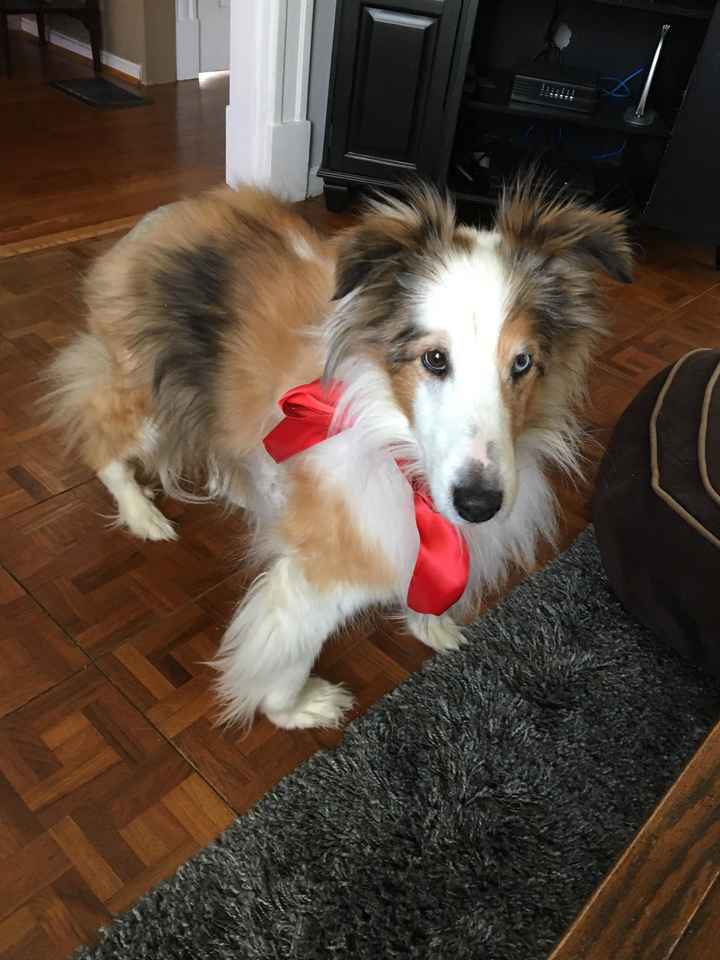 Alterations and RSVPs! (plus dog pics in comments ;)