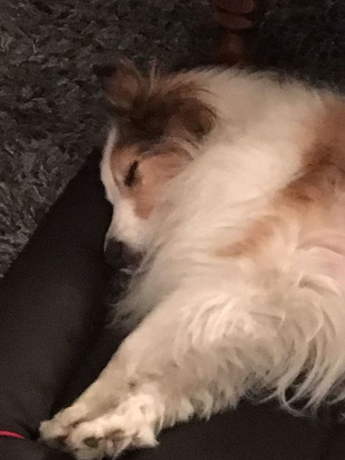 Alterations and RSVPs! (plus dog pics in comments ;)