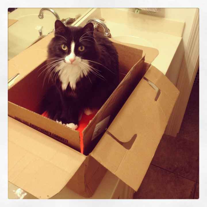 NWR: Lets See Your Fur Babies!