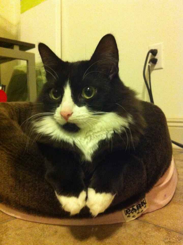NWR: Lets See Your Fur Babies!