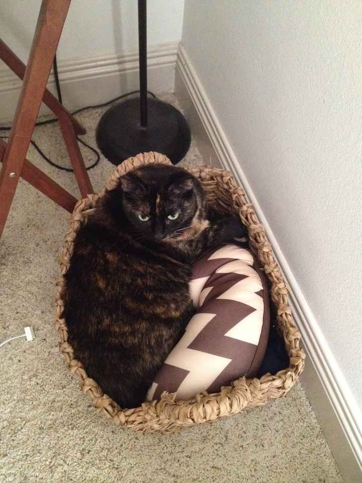 NWR: Lets See Your Fur Babies!