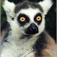 MMMMMMMMM I love RootBeer flavored Lip Balm!