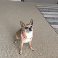 Four legged friends - 3