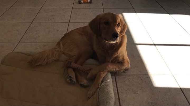 NWR: My pup thinks she's people. She's right. Show me your "people pups!"